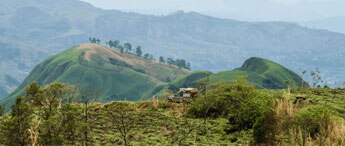 Kaffeeplantage Kamerun