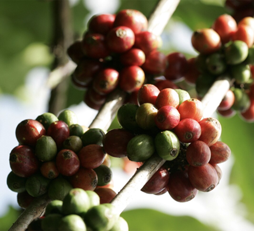 NESCAFE EU NDG Articles_Arabica vs Robusta_1066x970