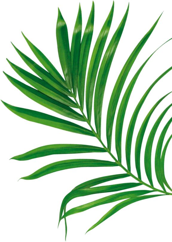 Leaf 2