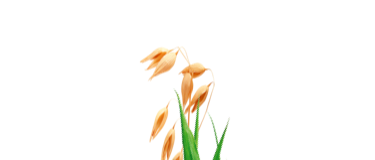 Haferpflanze